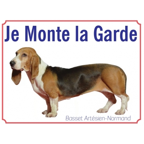 Basset Artésien-Normand 