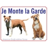 American Staffordshire Terrier