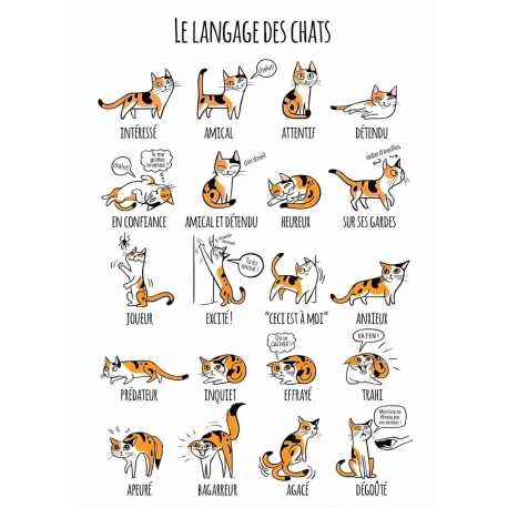 Comportement du chat 